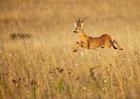 283 - ROE BUCK - SZWINTO HENRY - united kingdom